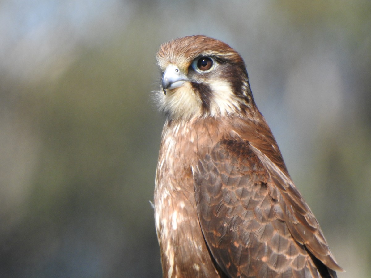 Brown Falcon - ML610174452