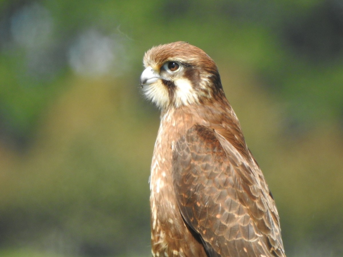 Brown Falcon - ML610174453