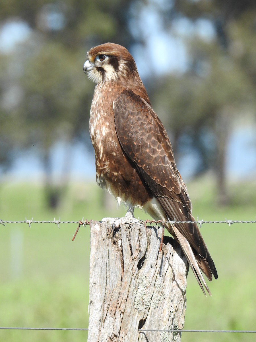 Brown Falcon - ML610174455