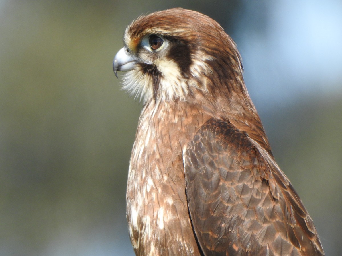 Brown Falcon - ML610174456