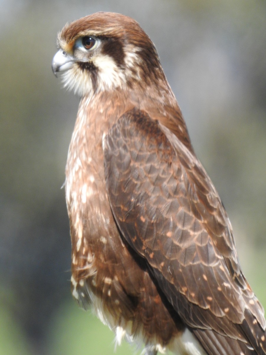 Brown Falcon - ML610174457