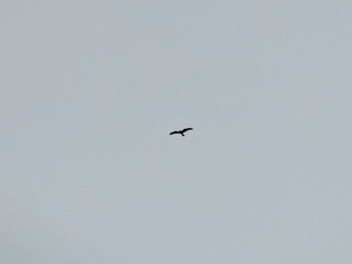 Northern Harrier - ML610174498