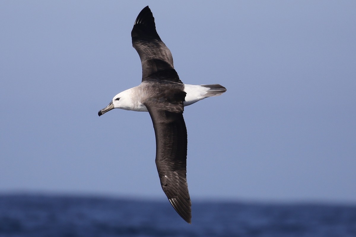 Black-browed Albatross (Black-browed) - ML610174514