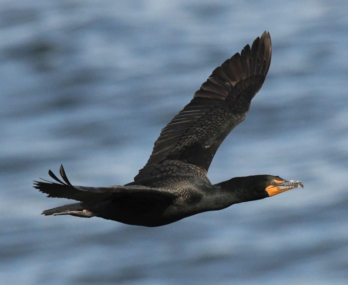 Double-crested Cormorant - ML610174571