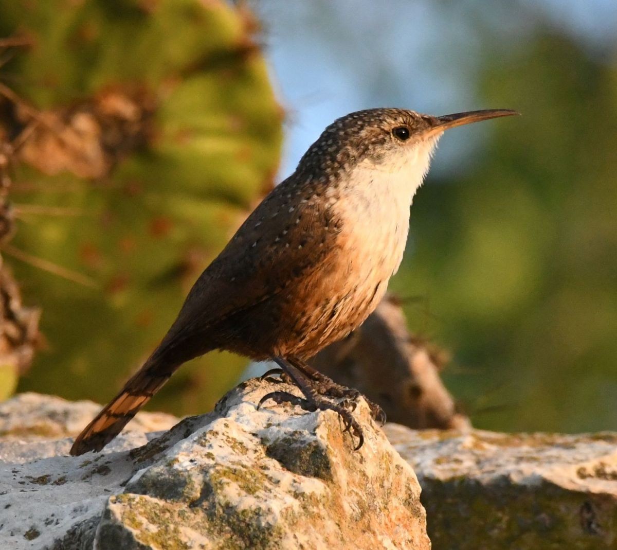 Canyon Wren - ML610174610