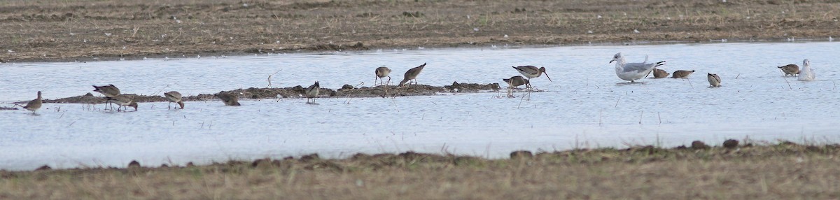 Hudsonian Godwit - Yves Gauthier (Mtl)