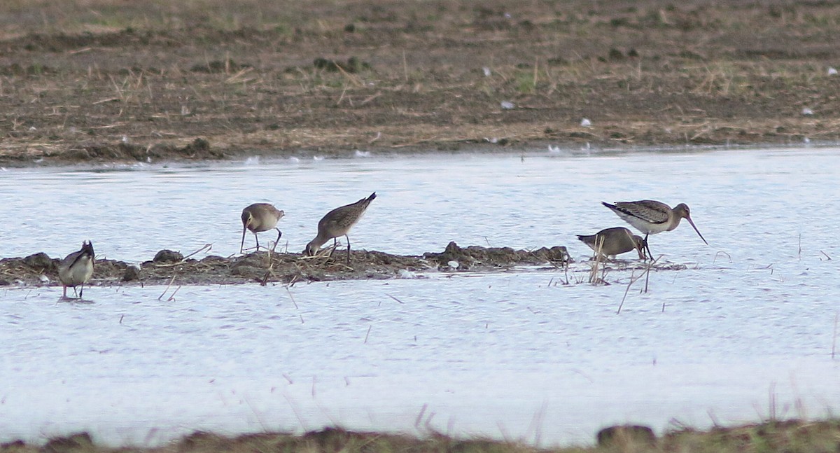 Hudsonian Godwit - Yves Gauthier (Mtl)