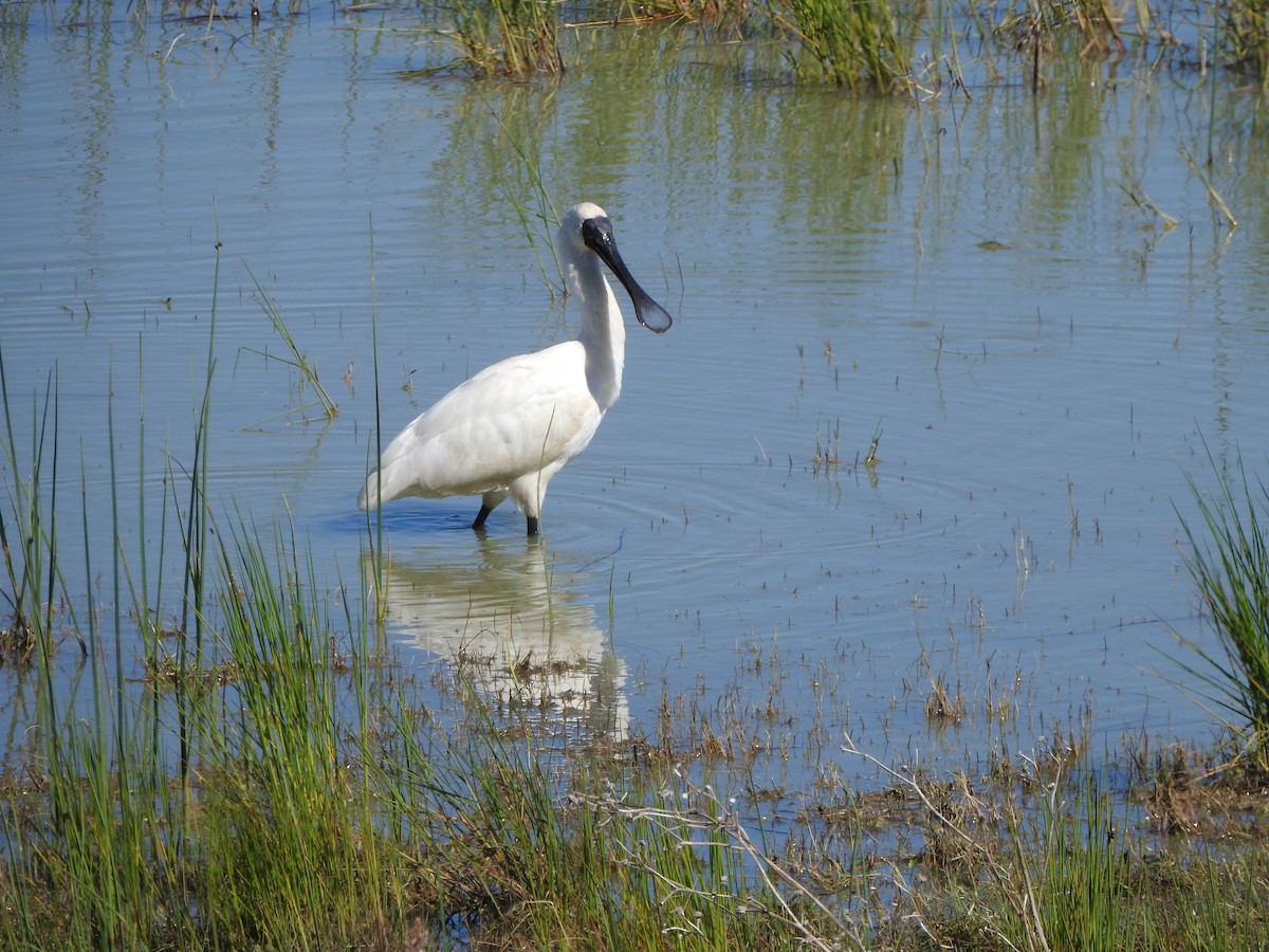 Royal Spoonbill - ML610174633