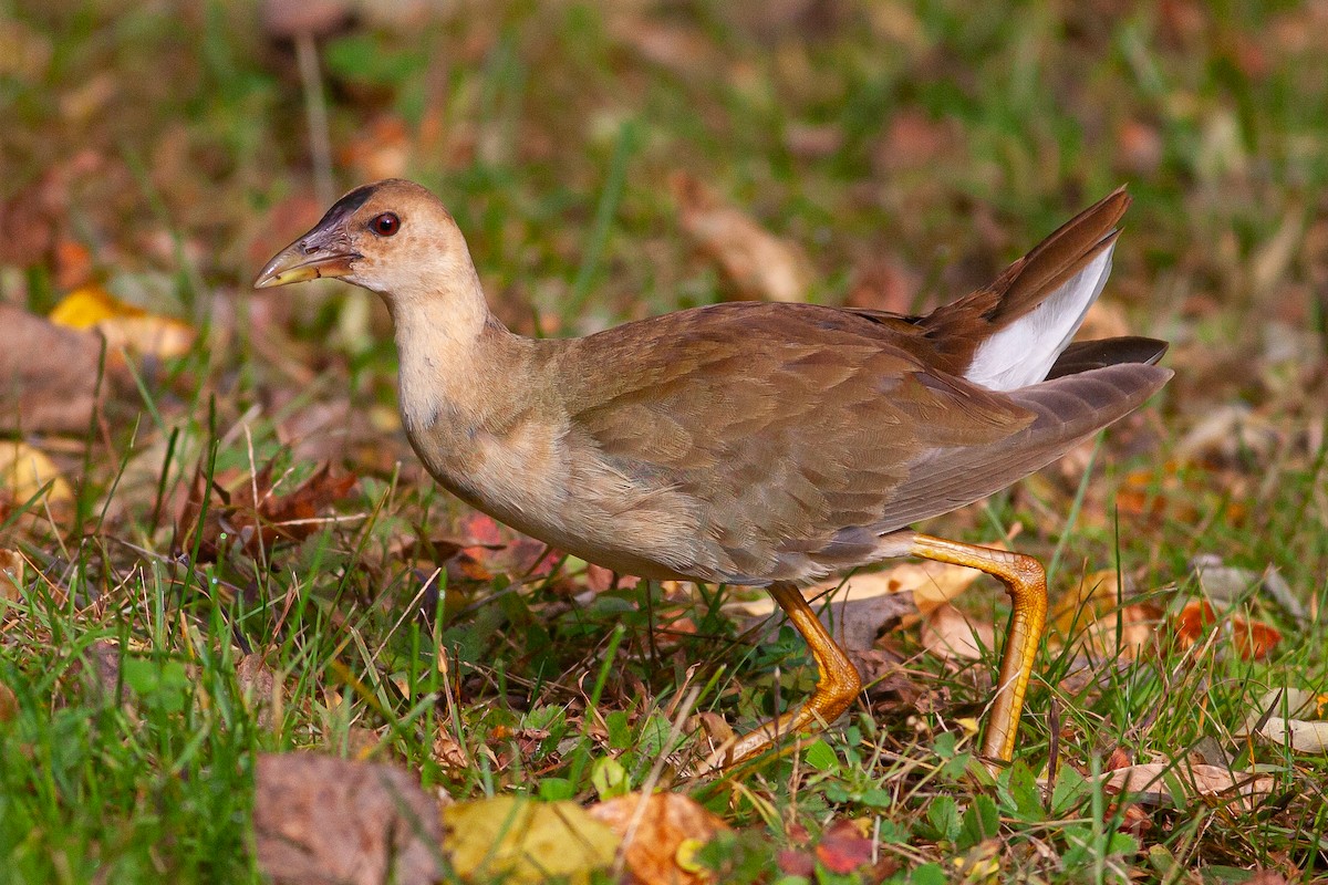 Purple Gallinule - Tom Foley