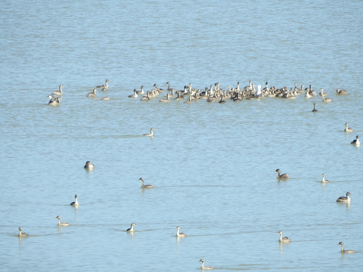 Hoary-headed Grebe - ML610174651