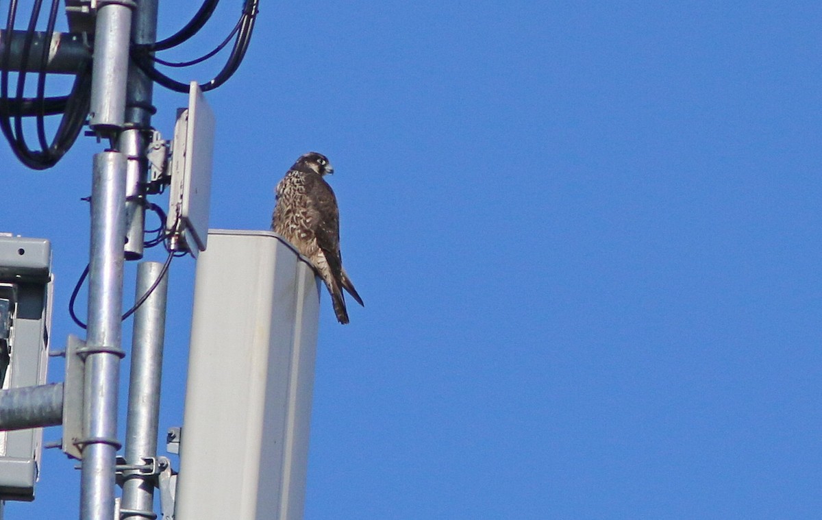 Peregrine Falcon - Yves Gauthier (Mtl)