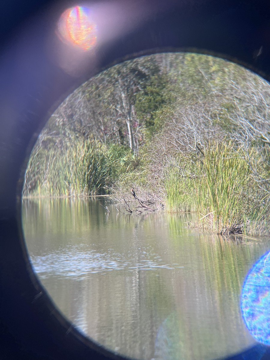 Anhinga Americana - ML610174661