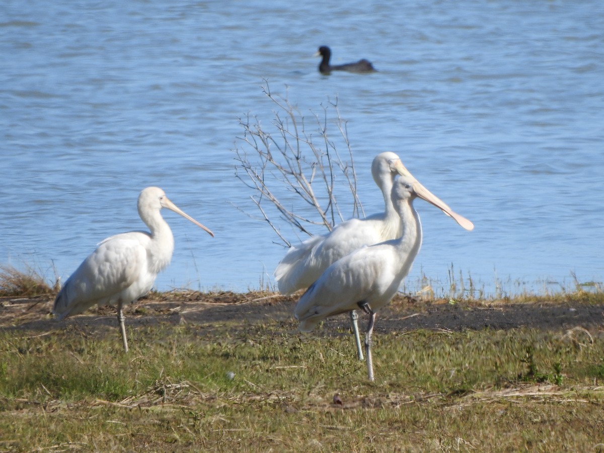 Yellow-billed Spoonbill - ML610174662