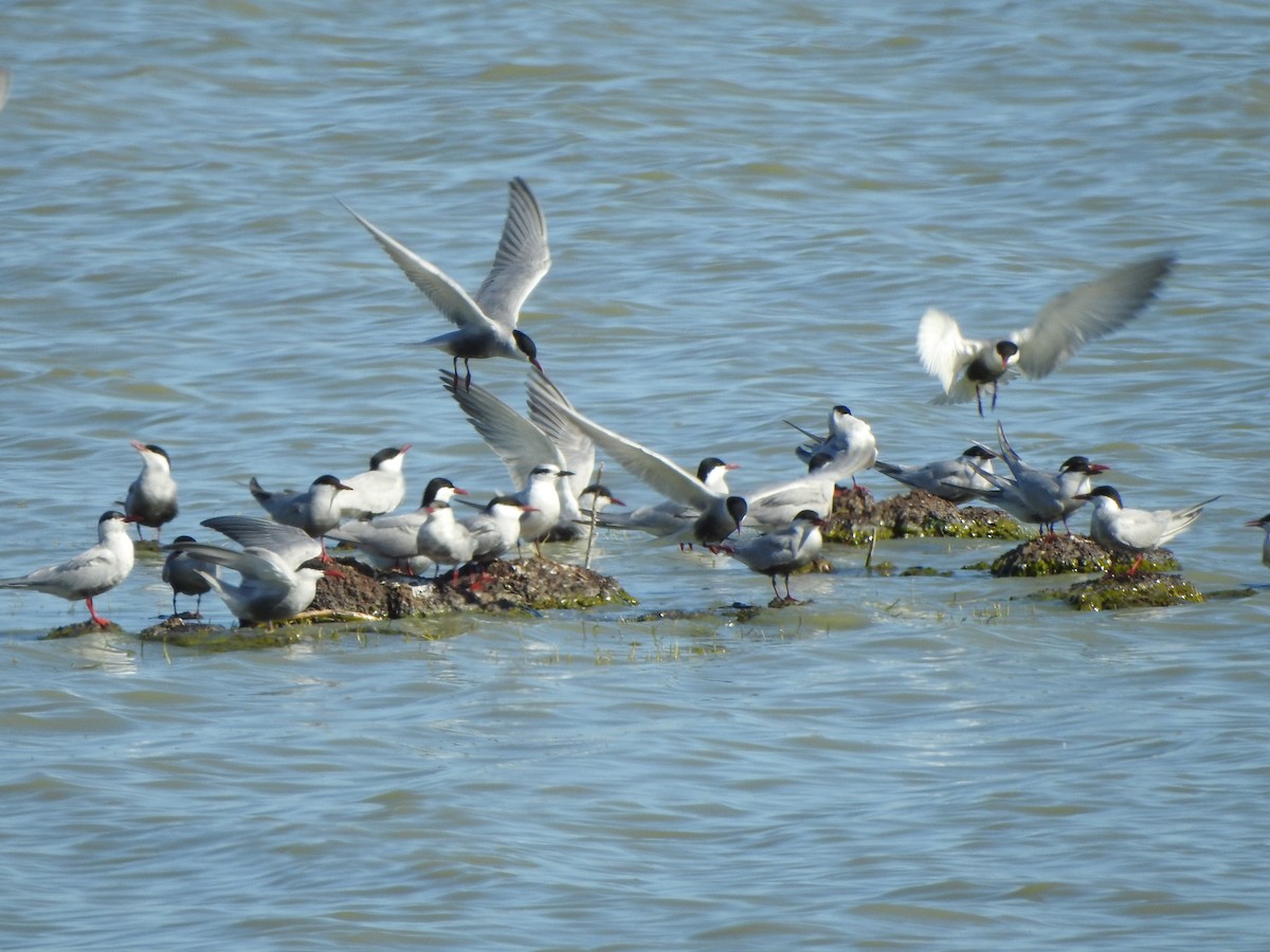 Whiskered Tern - ML610174694