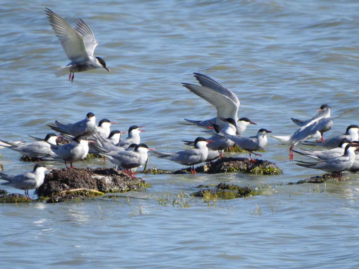 Whiskered Tern - ML610174695