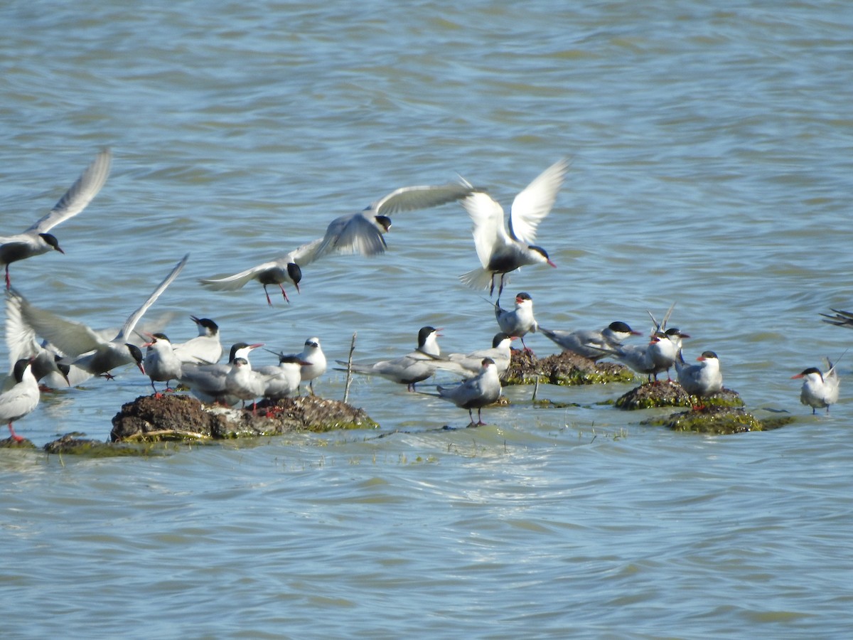 Whiskered Tern - ML610174696