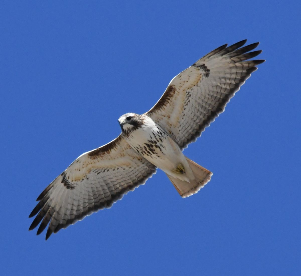 Red-tailed Hawk - ML610174722