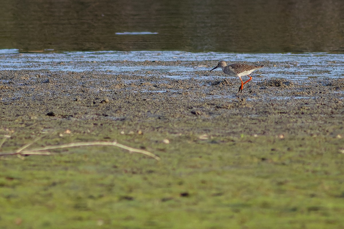 rødstilk - ML610174791