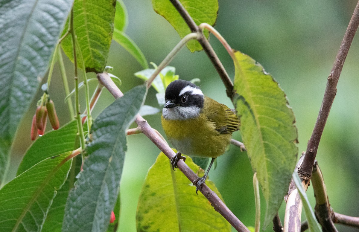 Sooty-capped Chlorospingus - ML610174804