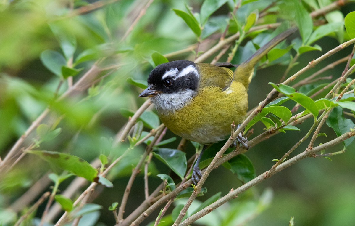 Sooty-capped Chlorospingus - ML610174805