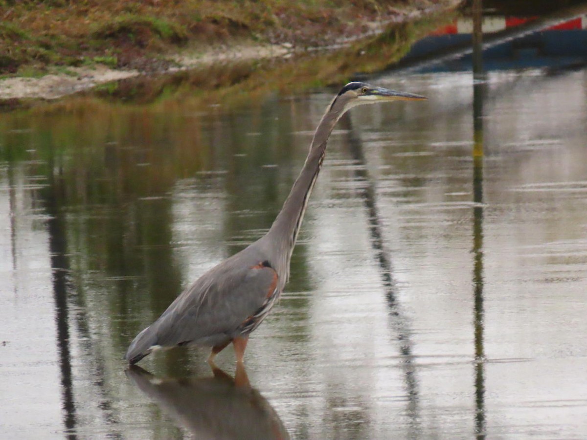 Great Blue Heron - ML610174860