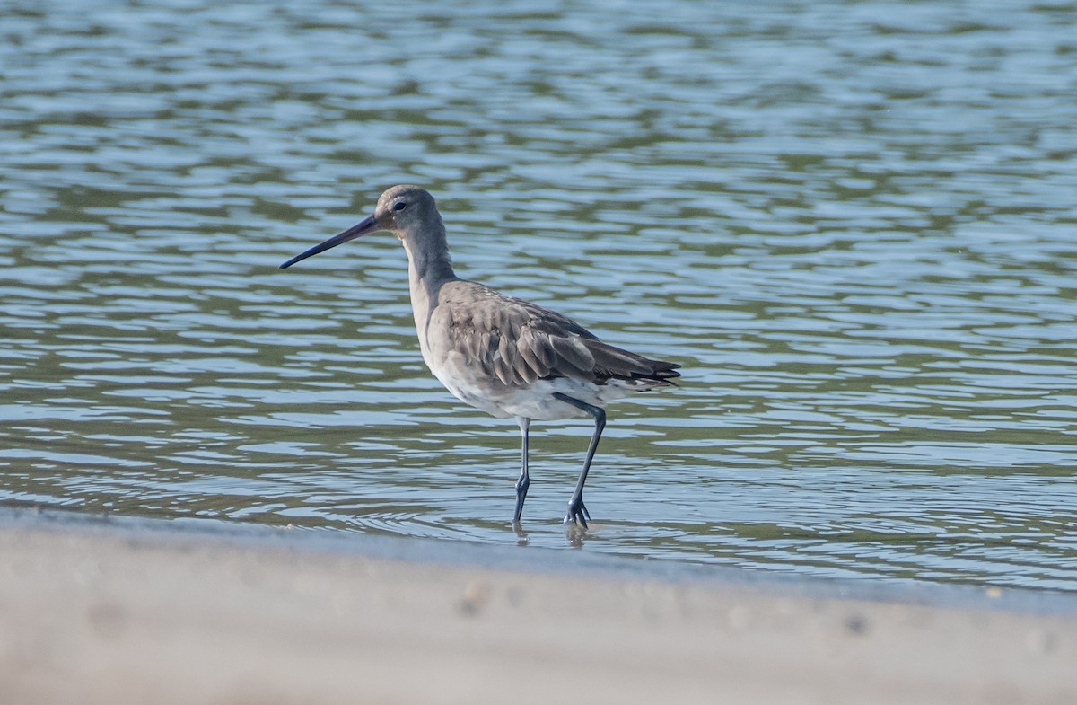 Black-tailed Godwit - Philip Georgakakos