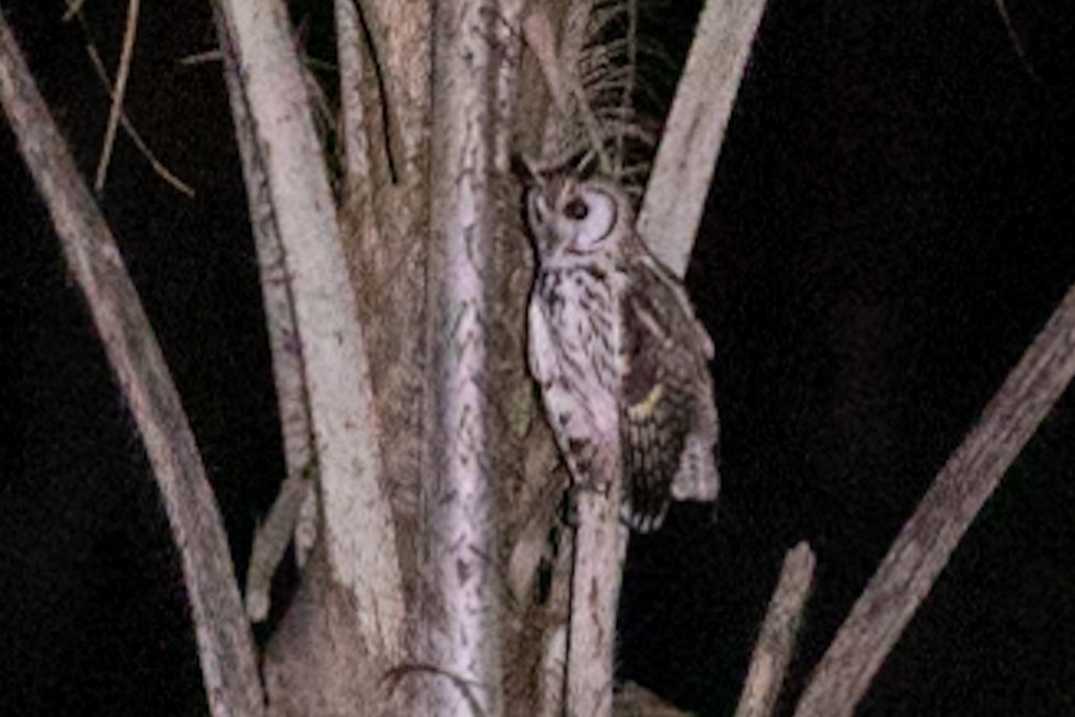 Schreieule - ML610174938