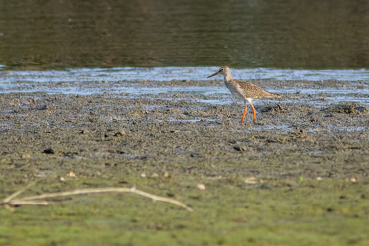 rødstilk - ML610174945