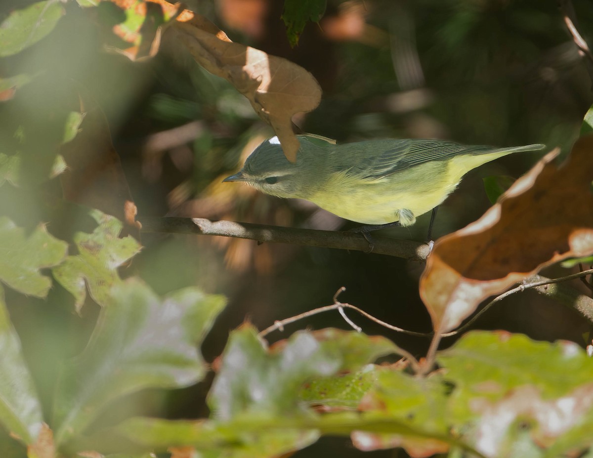 Philadelphia Vireo - ML610174980