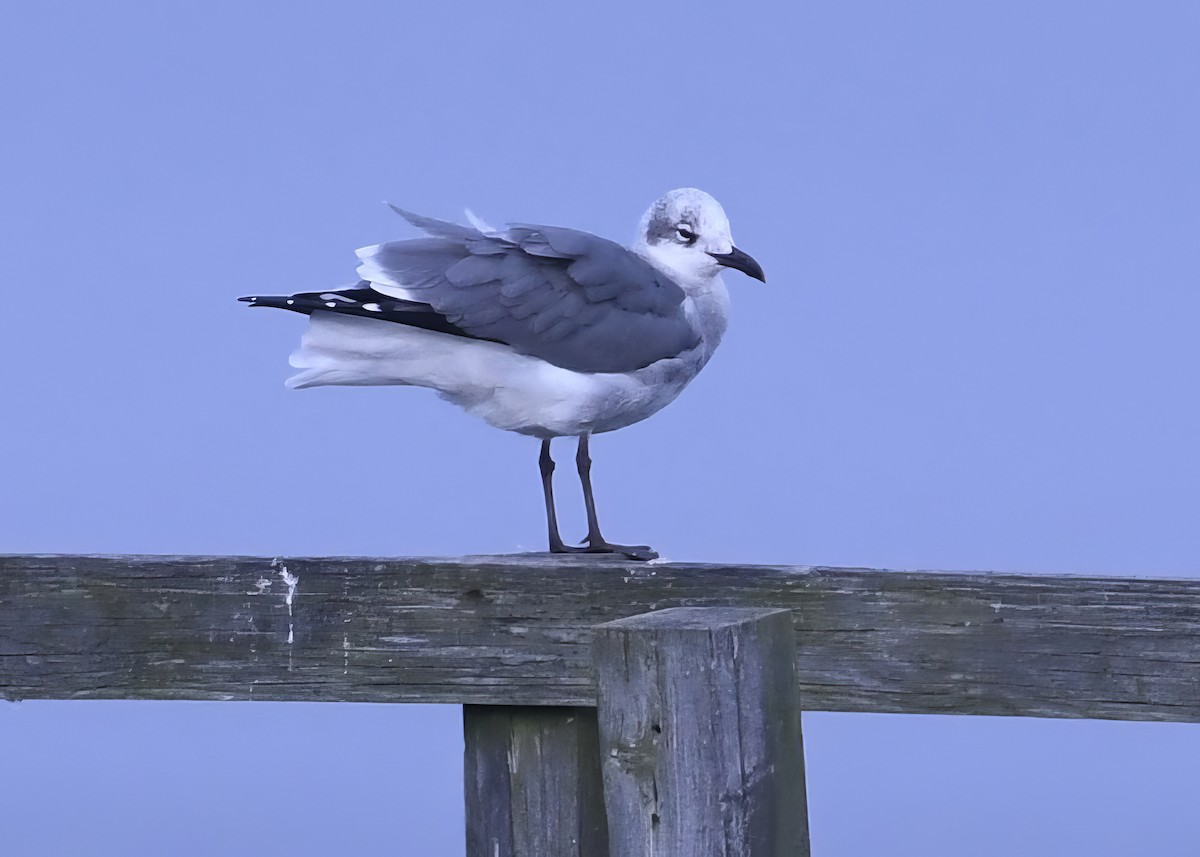 Laughing Gull - Alan Bloom