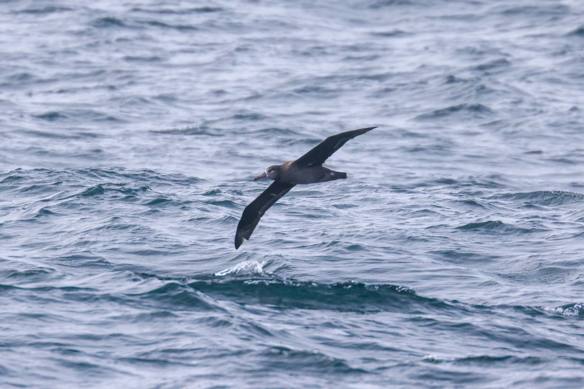 Black-footed Albatross - ML610175106