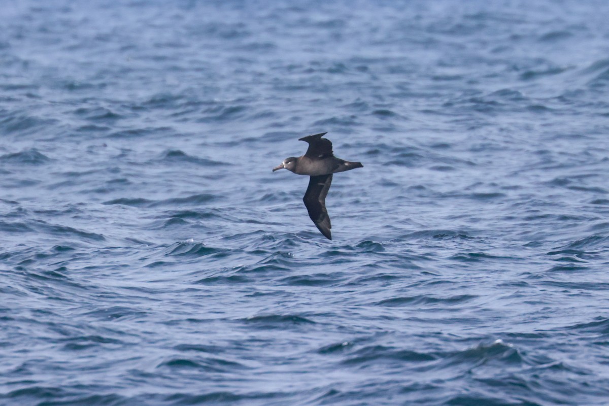 Black-footed Albatross - ML610175107