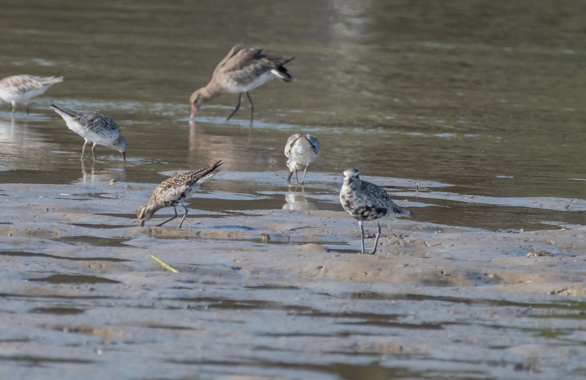 Pacific Golden-Plover - ML610175160