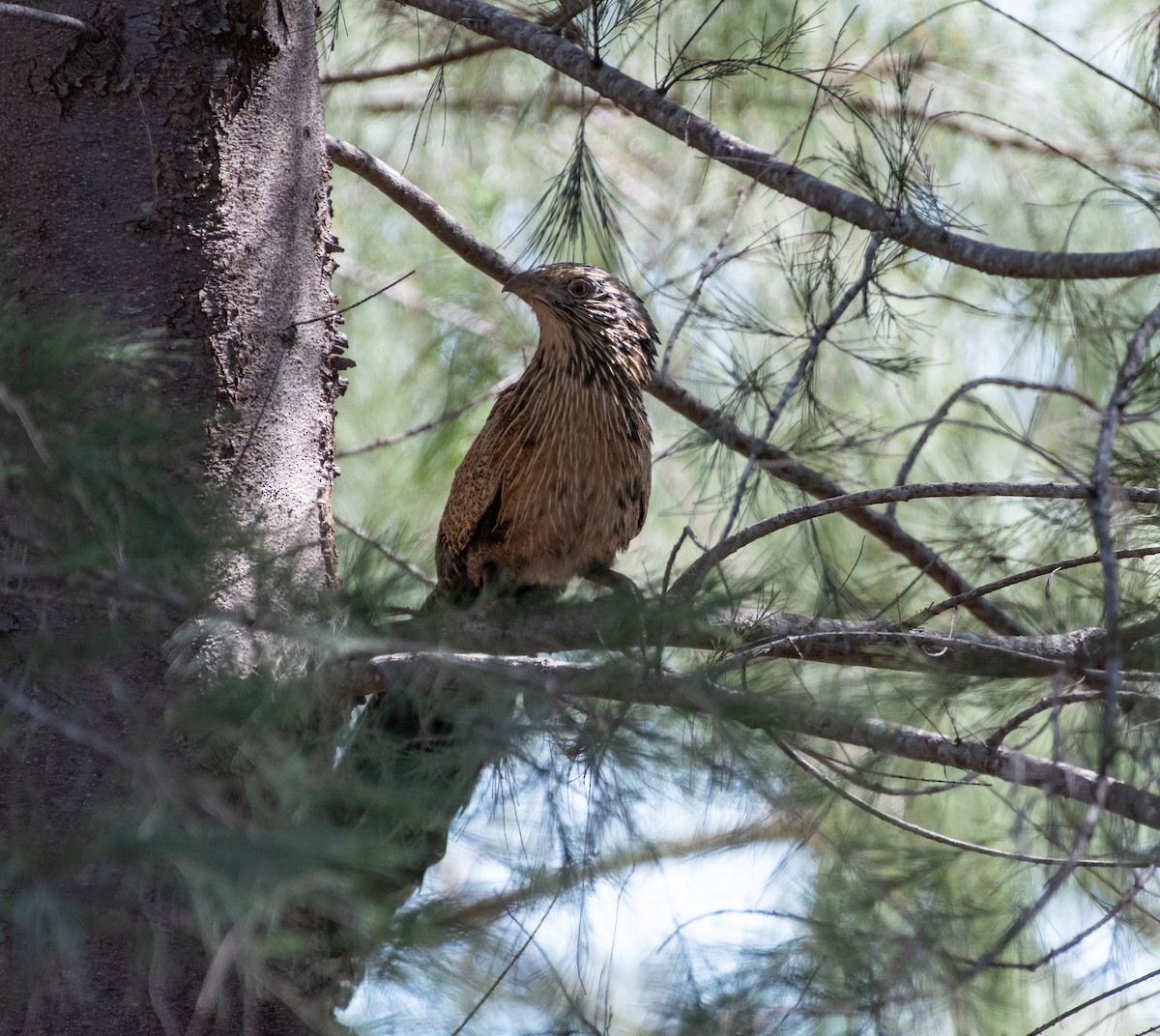 Pheasant Coucal - ML610175174