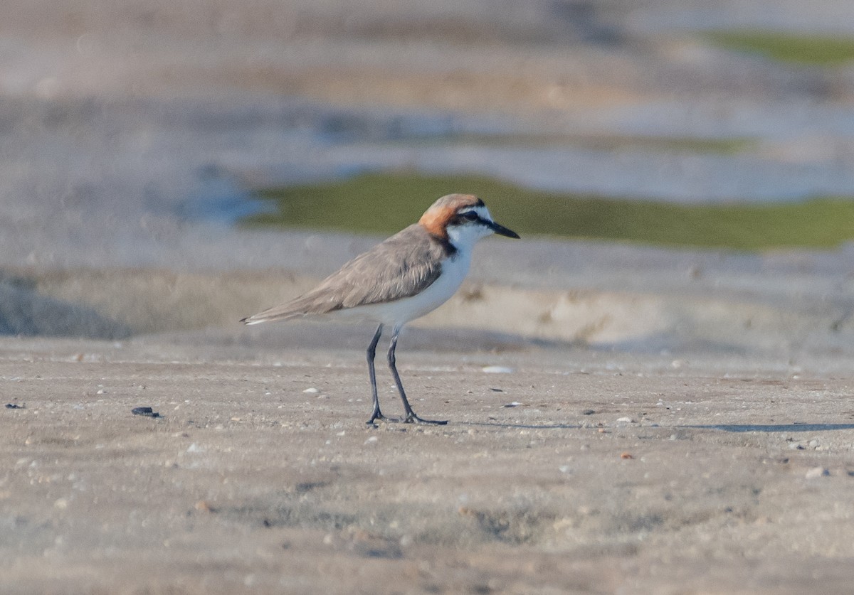 Red-capped Plover - ML610175221