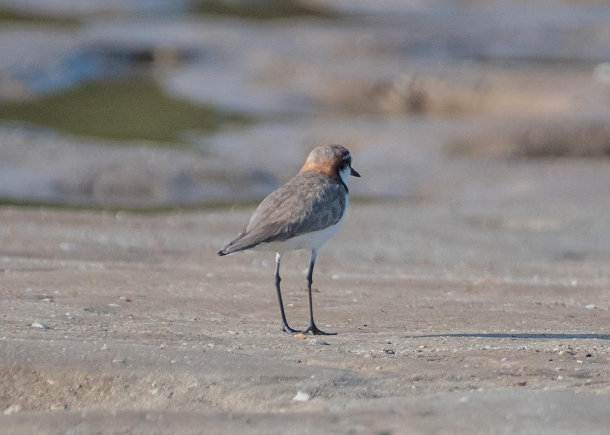 Red-capped Plover - ML610175222