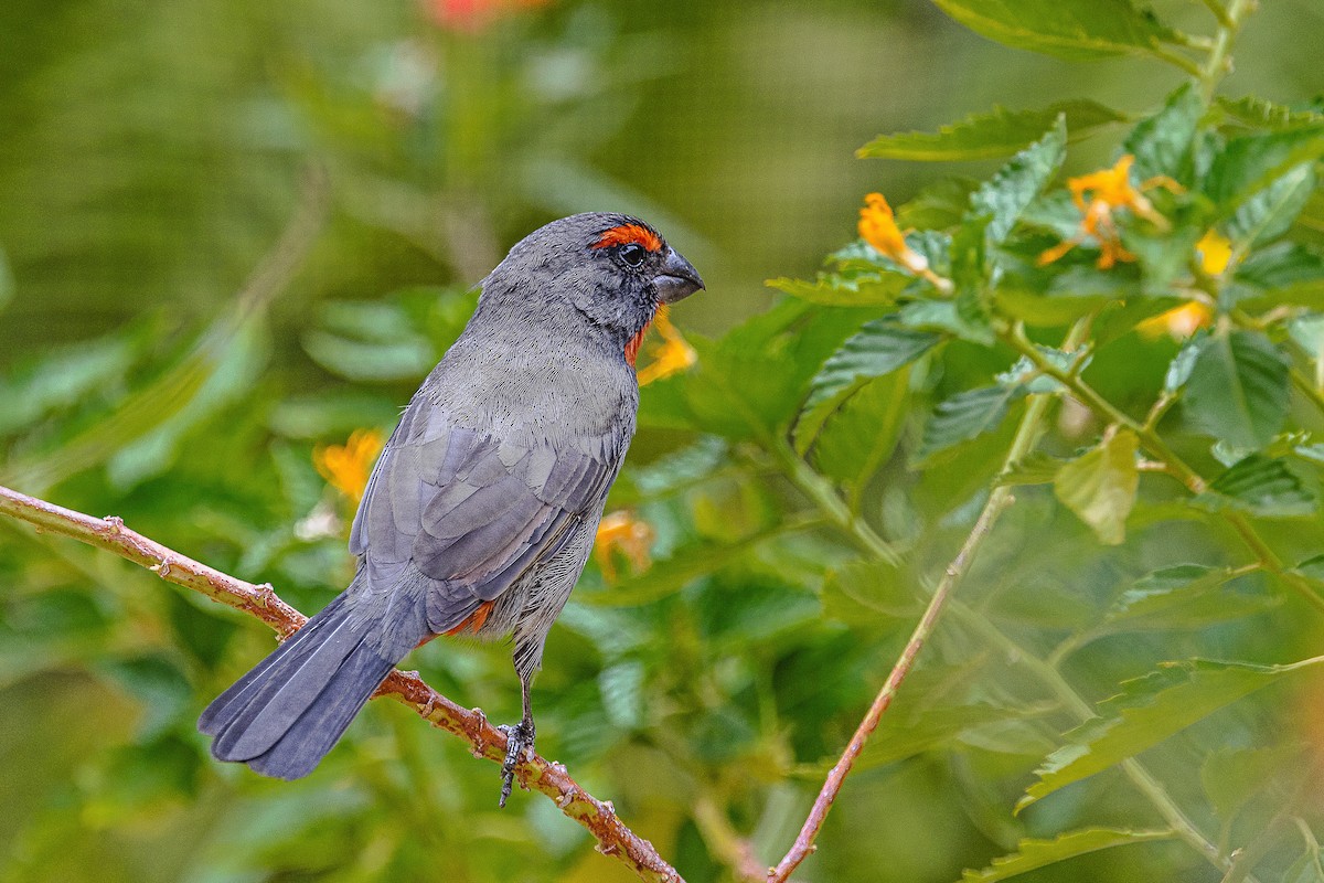 Greater Antillean Bullfinch - ML610175251