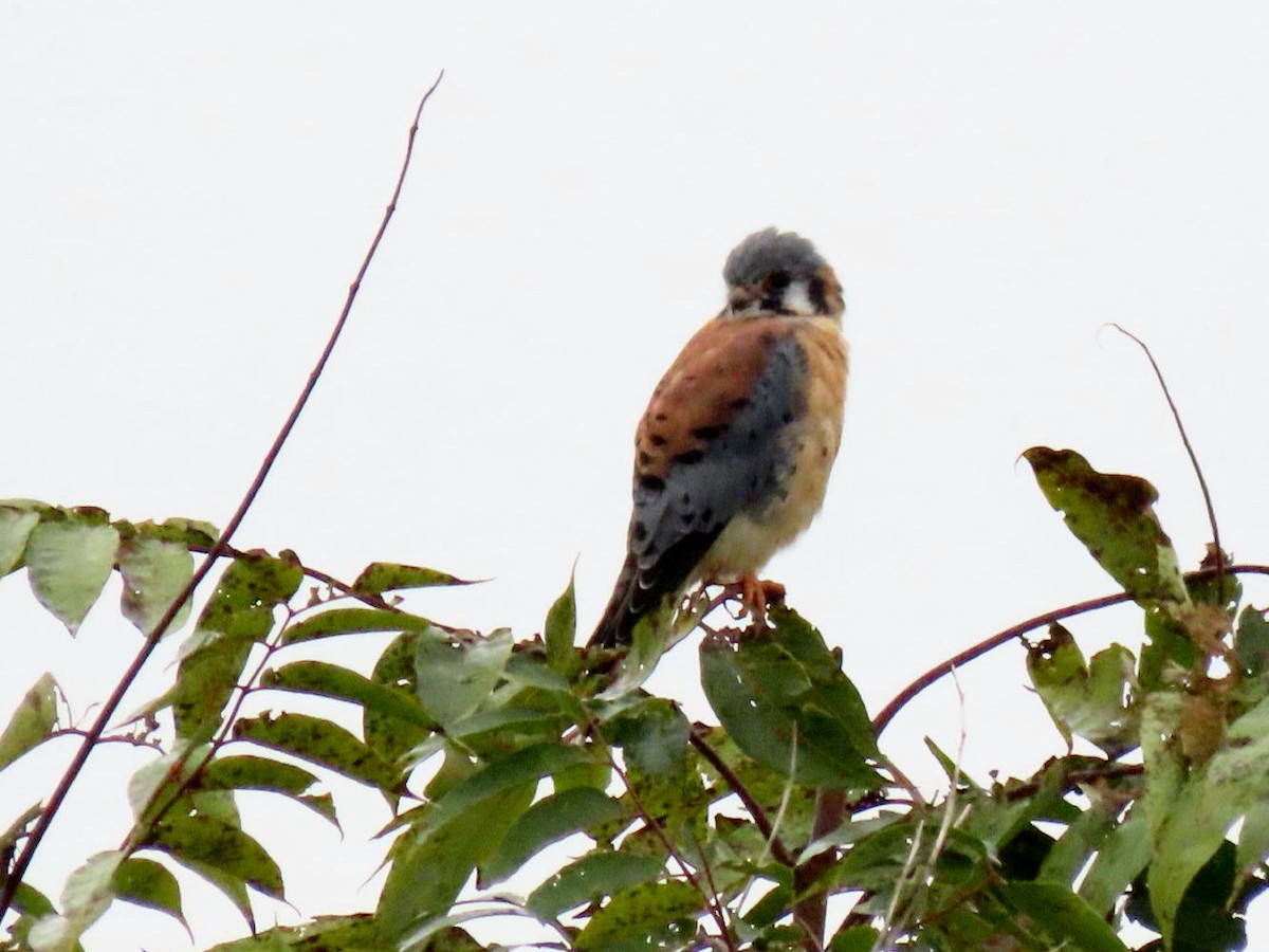 American Kestrel - ML610175294