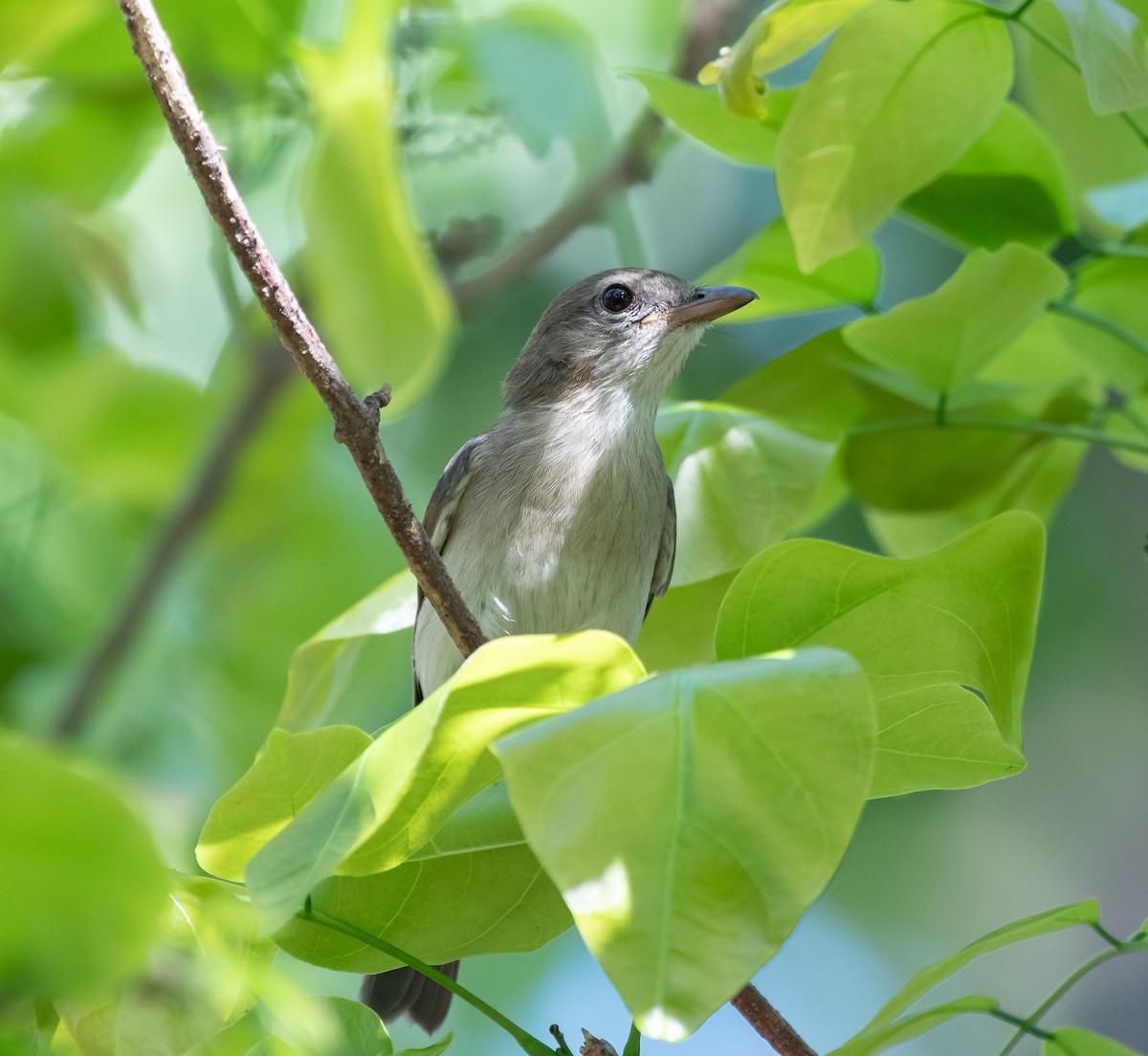 Arafura Shrikethrush - Philip Georgakakos