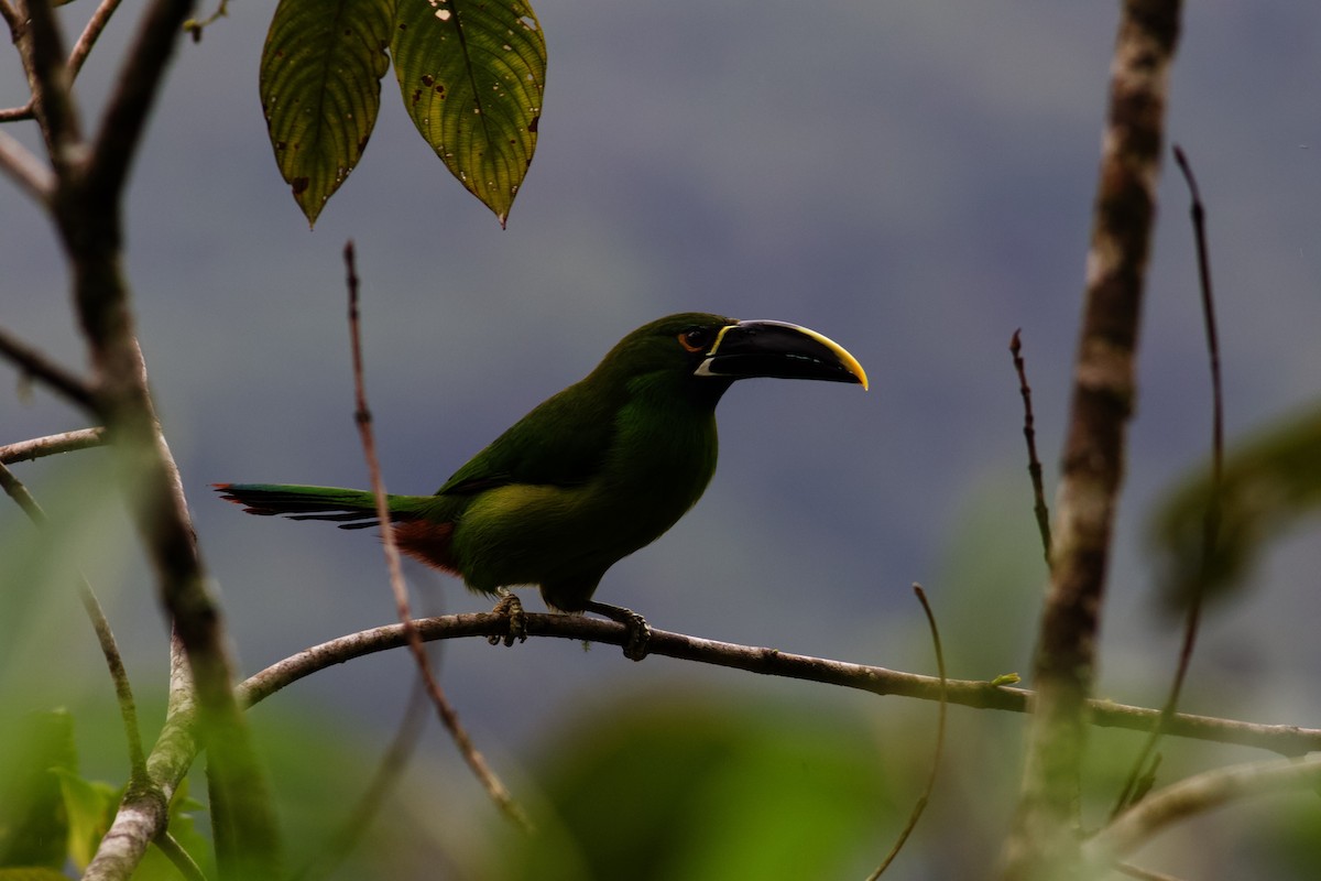 Southern Emerald-Toucanet (Black-throated) - ML610175352