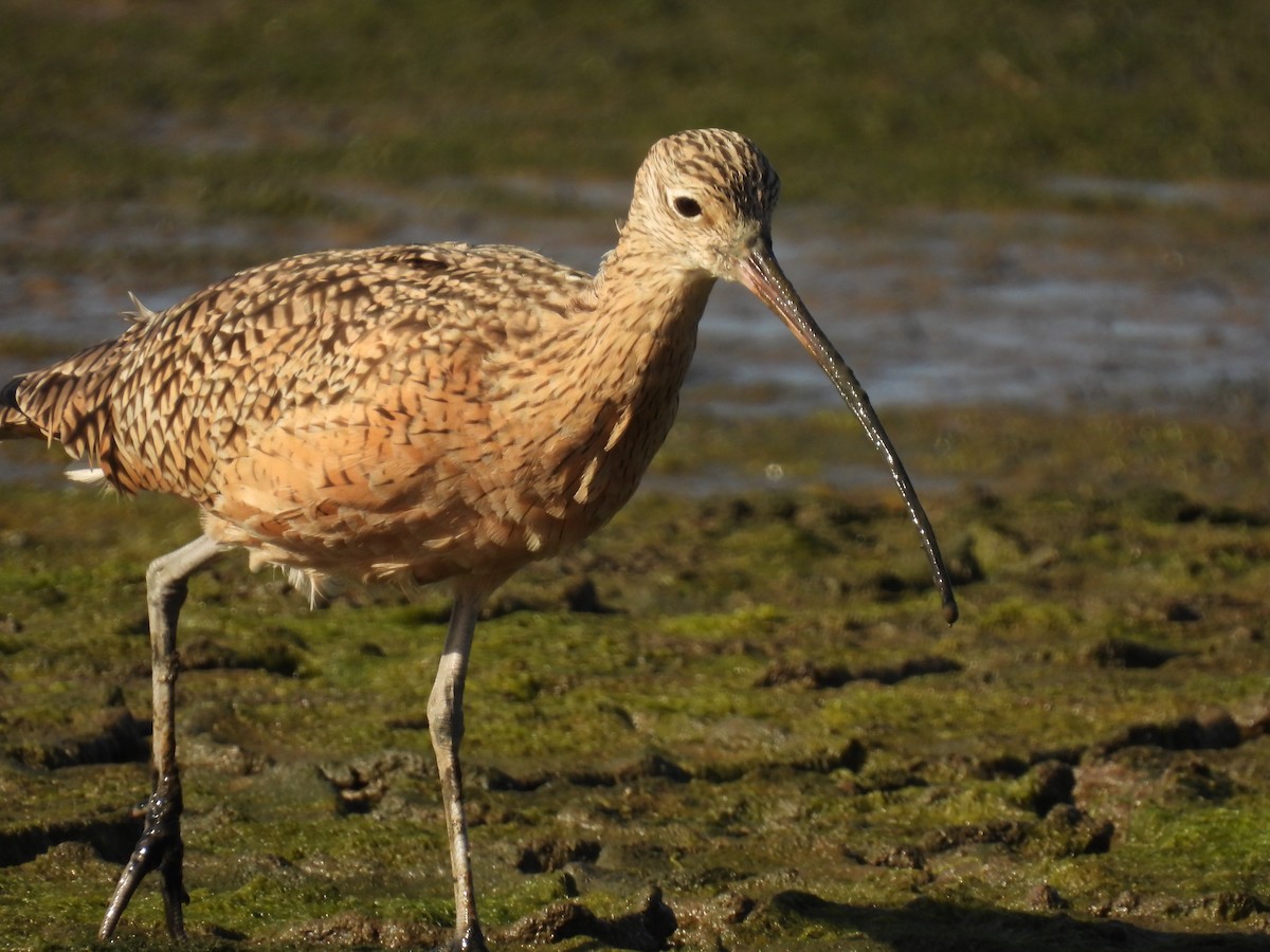 Long-billed Curlew - ML610175446