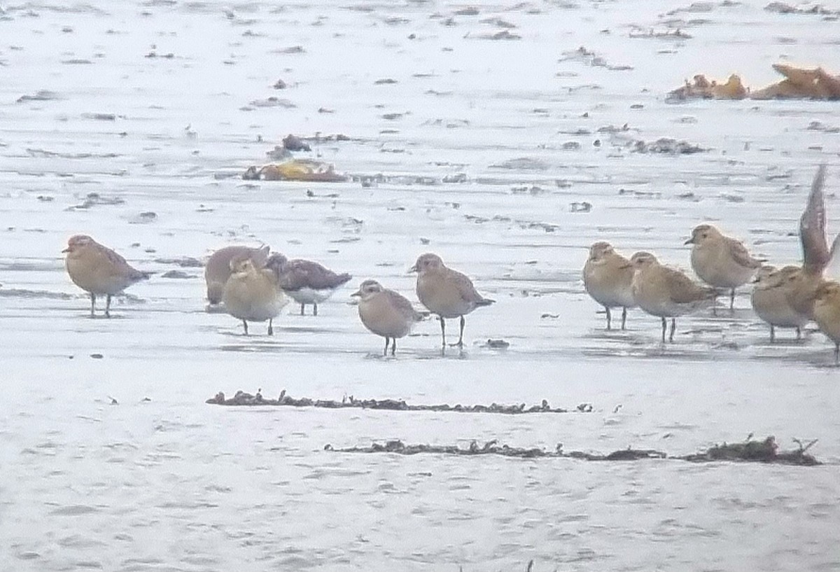 American Golden-Plover - ML610175485