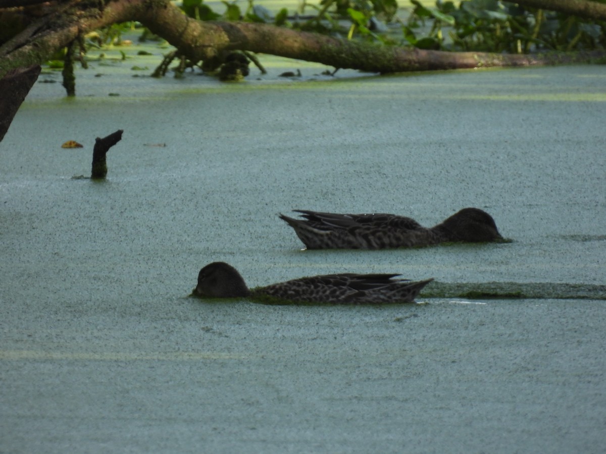 Blue-winged Teal - ML610175506