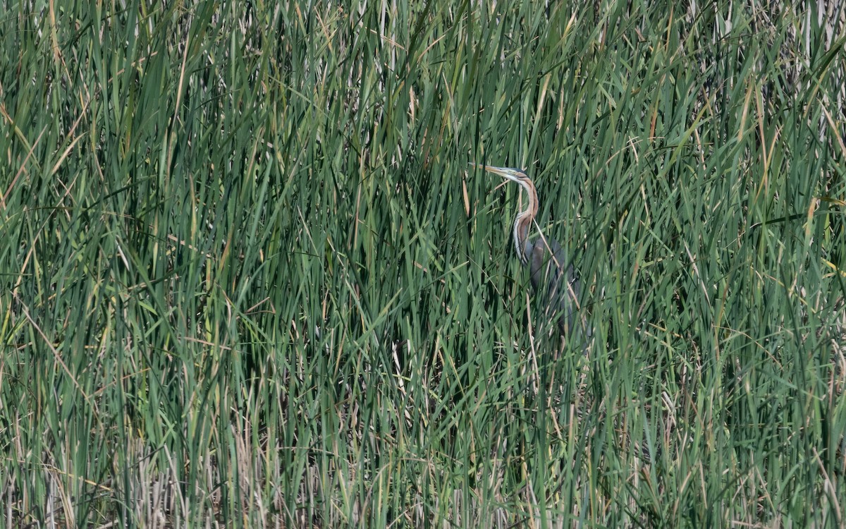 Purple Heron - ML610175531