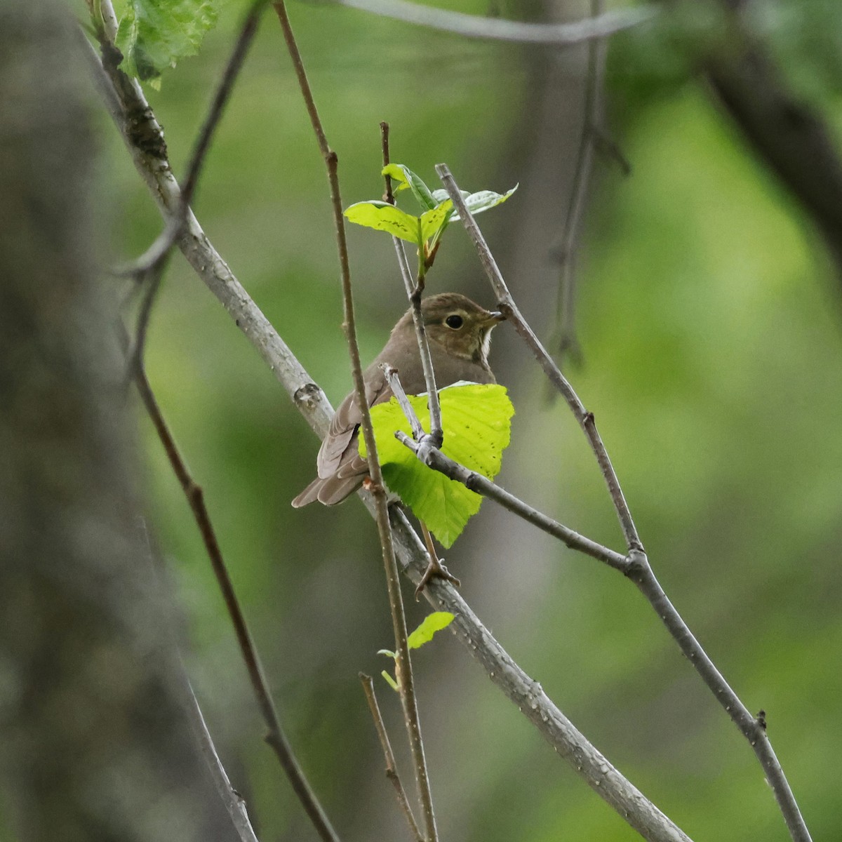 Swainson's Thrush - Ferenc Domoki