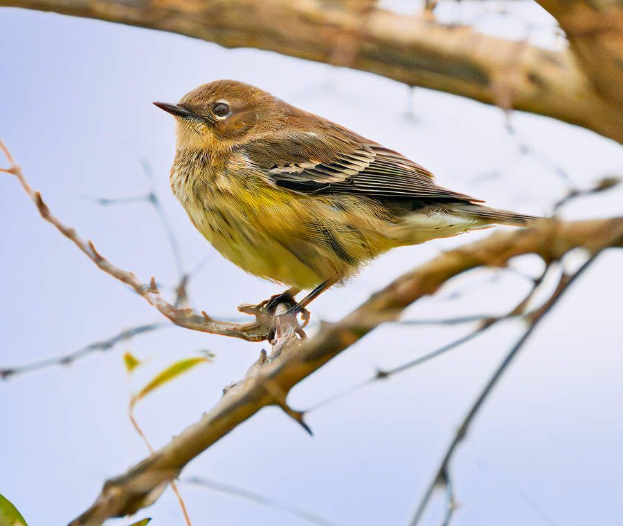 Yellow-rumped Warbler - ML610175691