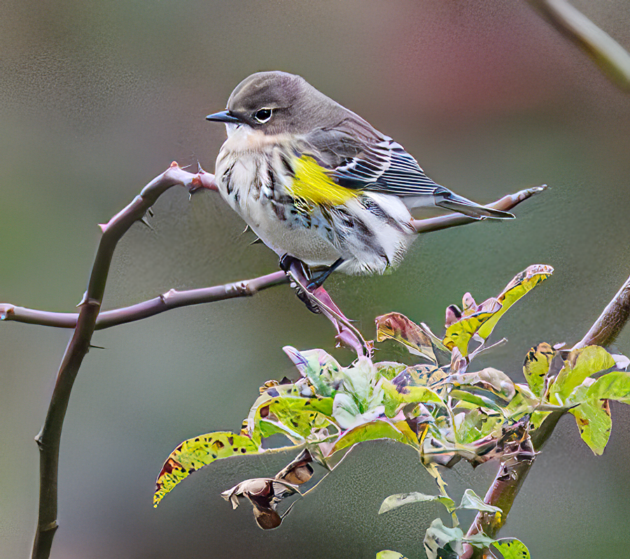 Yellow-rumped Warbler - ML610175702