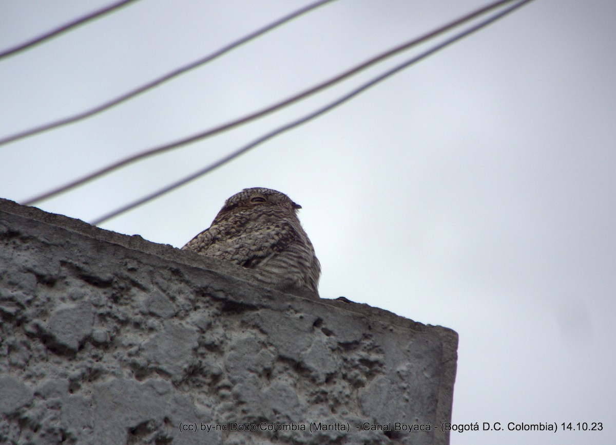 Common Nighthawk - ML610175819