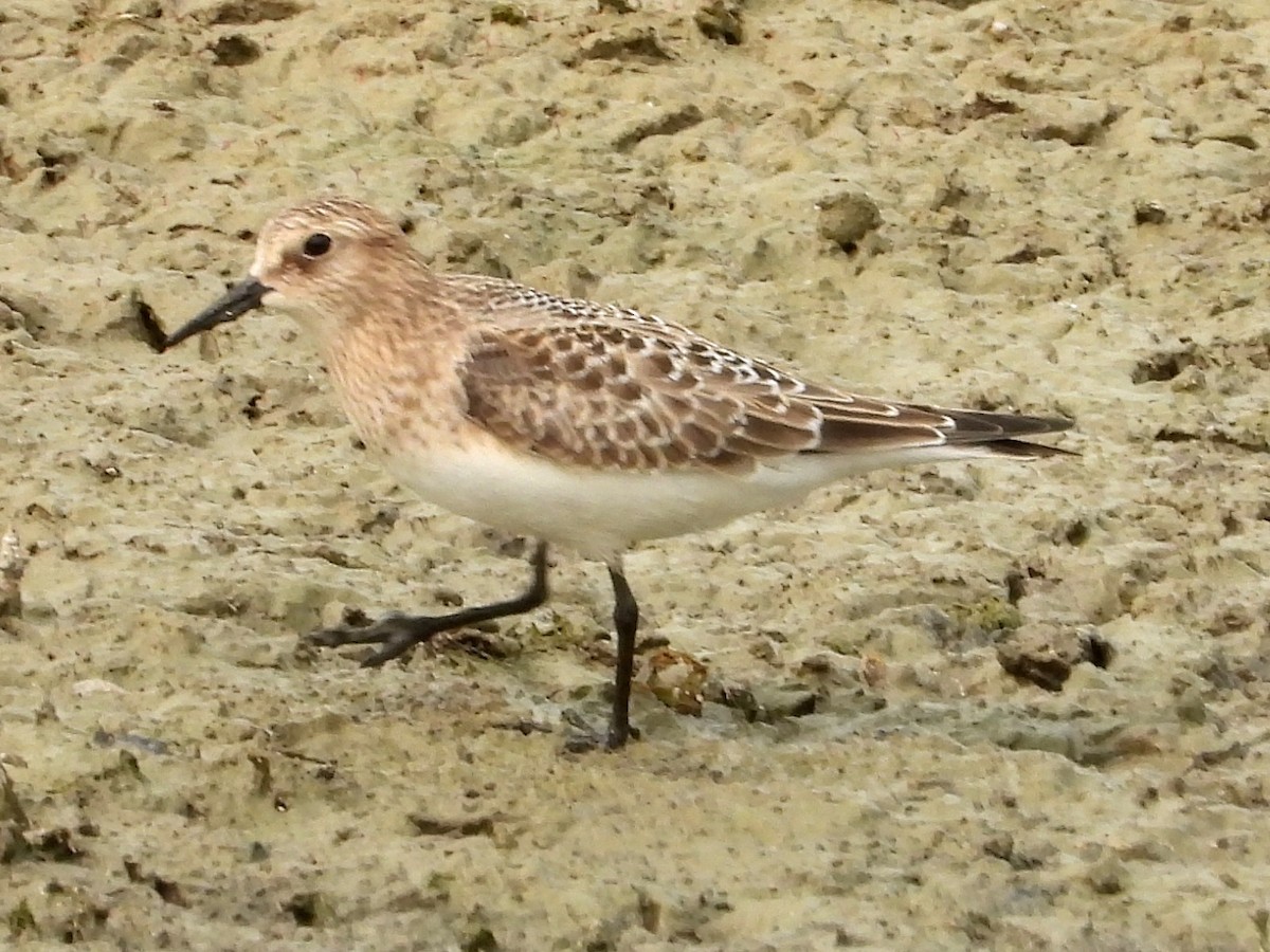 Baird's Sandpiper - ML610175871