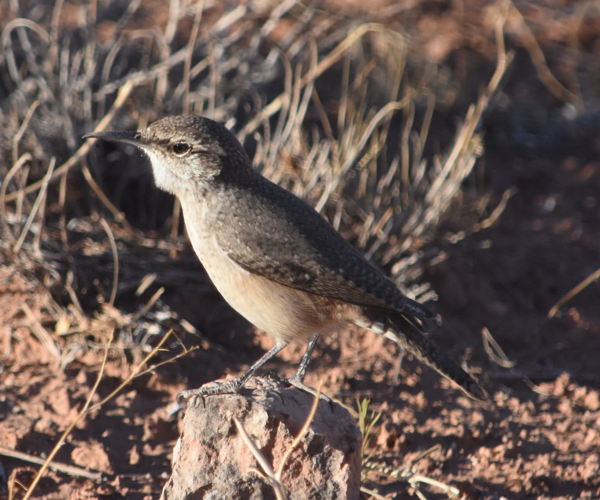 Rock Wren - ML610175896